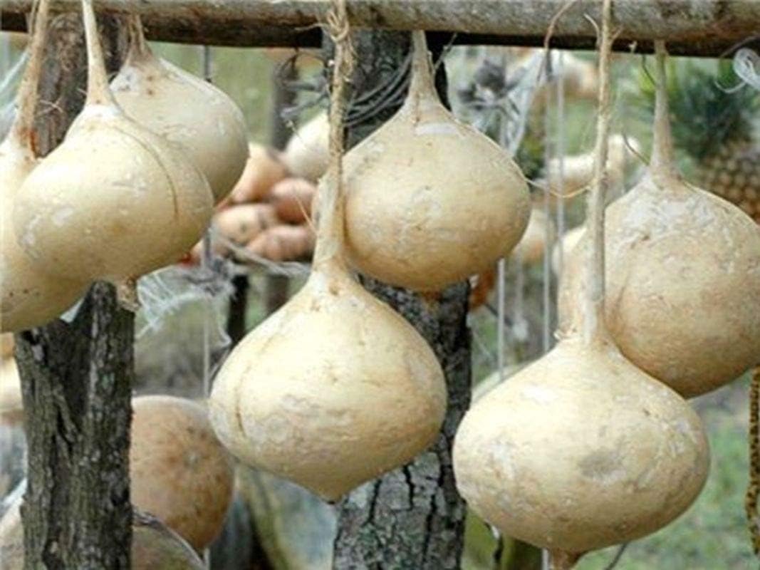 Mexican Potato - Sweet Turnip - A Delicate Sweetness and Crunch(500 - Seeds)