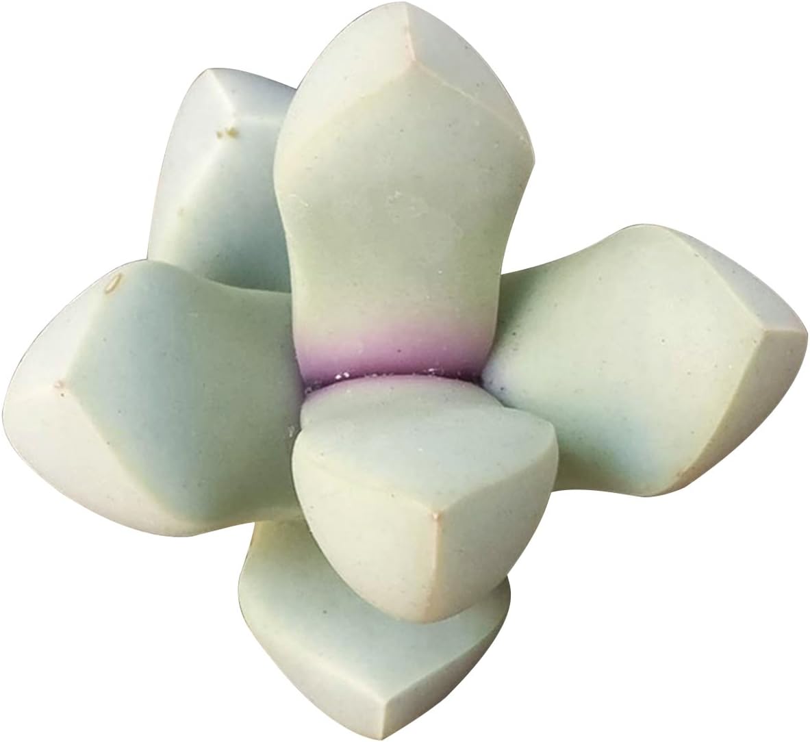 Karoo Rose Lapidaria margaretae Succulent | Live Split Rock Plant | Succulent Gift Decoration (2'' + Clay Pot)