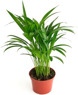 Shop Succulents Areca Palm