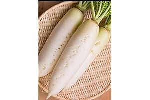Fresh Daikon Radishes: Savor the Zesty Kick!
