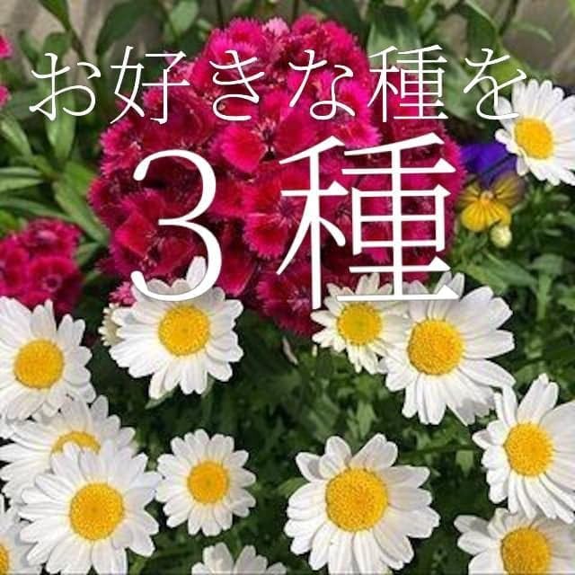 お好きな種を3種お選び頂けます+全国です(^o^)/