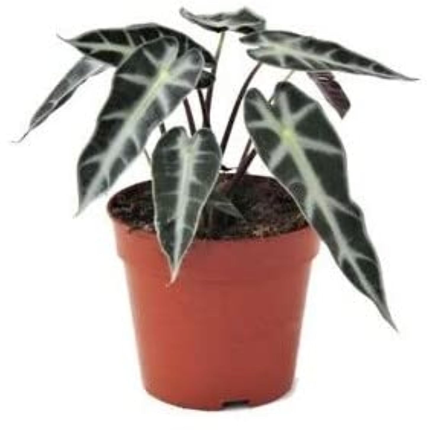 Alocasia - Fresh/live indoor plants