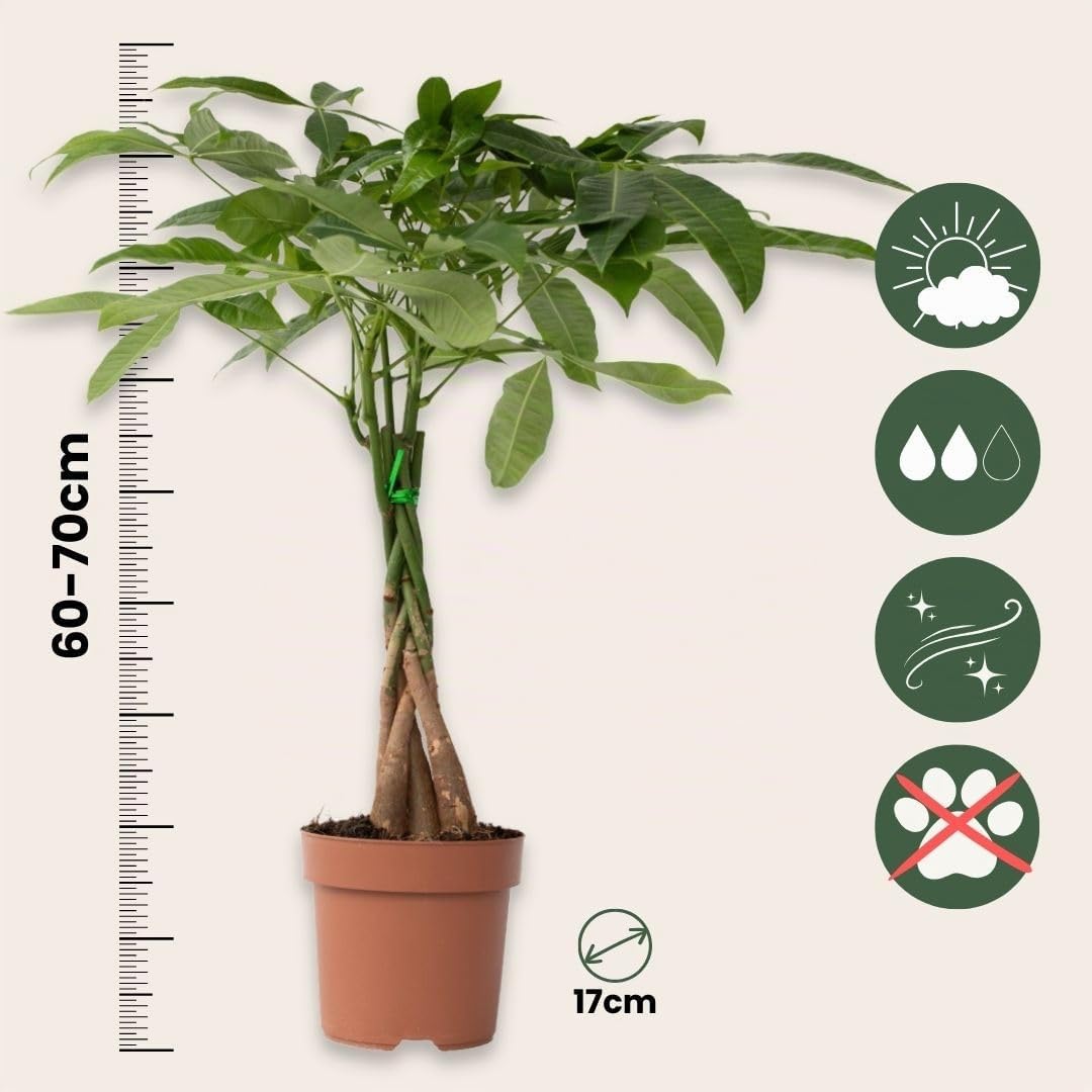 Plant in a Box - Pachira aquatica - Set de 2 - Plantes d'intérieur - Arbres à monnaie - Pot 17cm - Hauteur 60-70cm