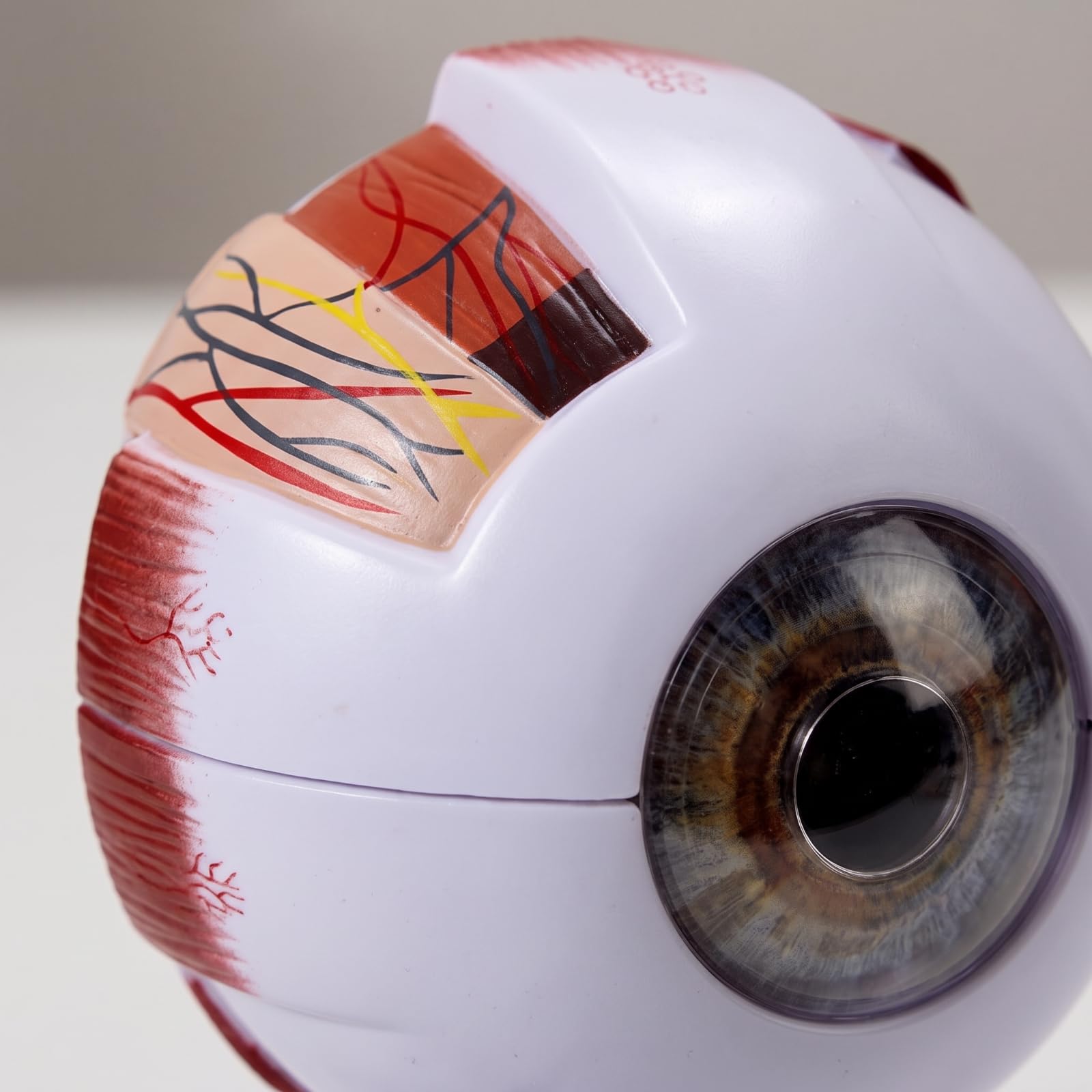kowaku di Occhio Oculare in PVC | Didattico, Sezionato, di Occhio, per Studio Medico, Laboratorio Scientifico, Modello Oculare 6X