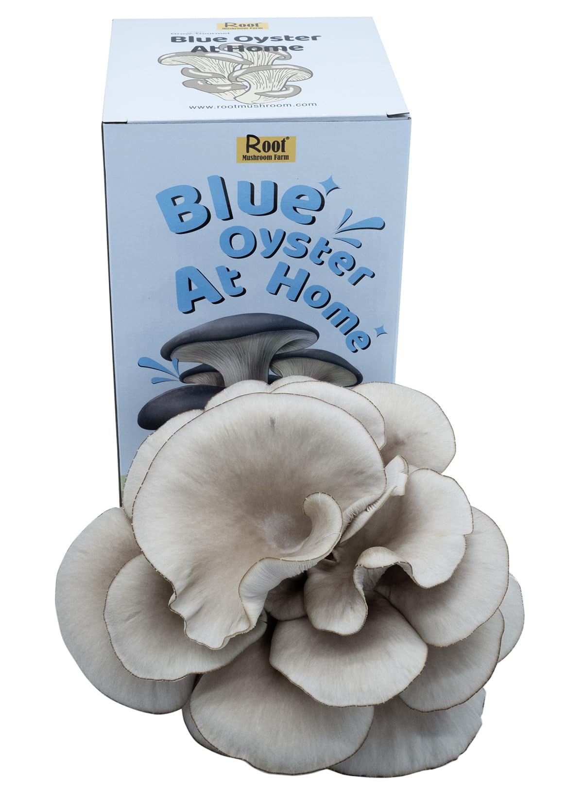 Root Mushroom Farm Blue Oyster Kit