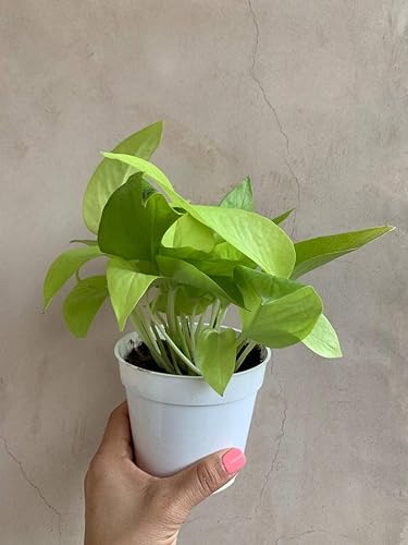 Miniatura 2 de 1 Planta viva Neon Pothos de 4 pulgadas, ideal para plantas de interior raras