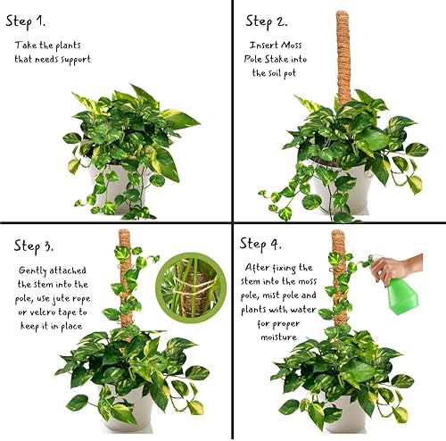 Miniatura 4 de Paquete de 2 postes de musgo de 30 pulgadas, poste de musgo flexible para plantas Monstera, estacas para plantas de interior, soporte de palos altos