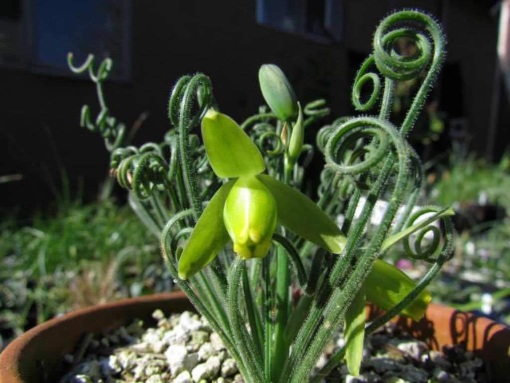 Frizzle Sizzle Albuca Plant Live in 3 Inc Pot, Albuca Live Plant Rare Succulent Plant Curly Grass Ready to Grow