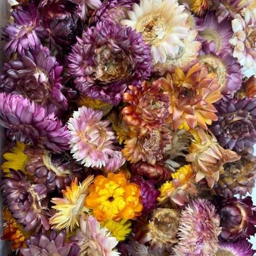 Dried Straw Flower Heads Bulk Mixed Color Natural Dry Flowers miniatura 5