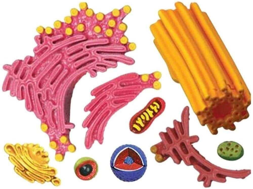 Tierzelle Anatomie Modell mit 24 Teilen für Biologie Studium und Lehre