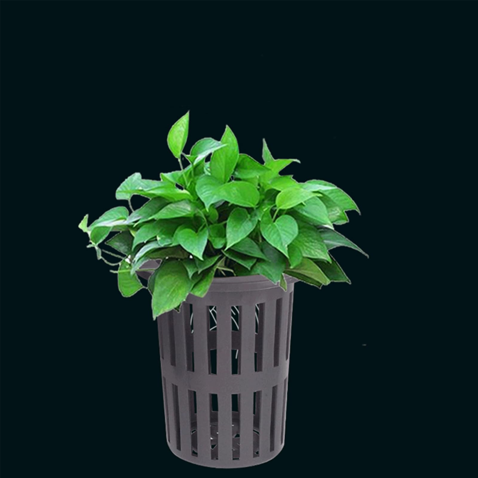 rflaueo 4pcs Upgraded Aquarium Plant Holder with Hooks and Suction Cups for Fish Tank Aquaponic Plants Cultivation and Aquascape Decorations(U321-4) - Image 4
