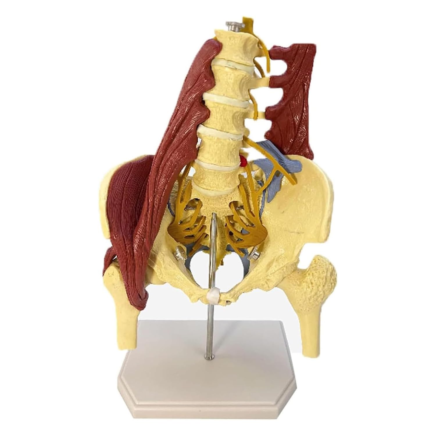 YNIYUJKL Lumbar Spine Bone Model, Life-Size Female Pelvis Anatomy Model With Muscle For Medical Research And Educational Practice,Unilateral
