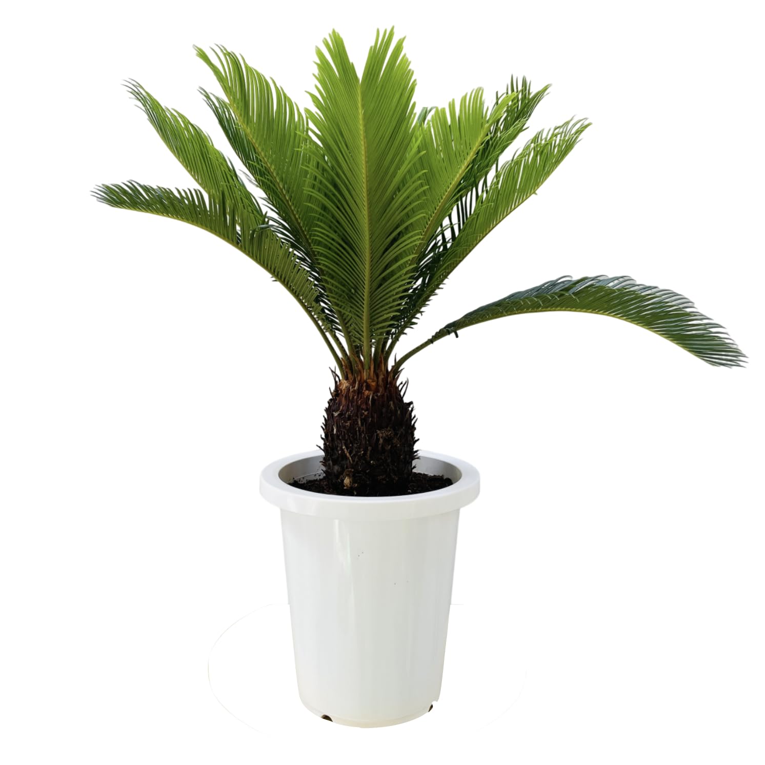 Amazon.co.jp: ソテツ 蘇鉄 記念樹 シンボルツリー プランター苗  