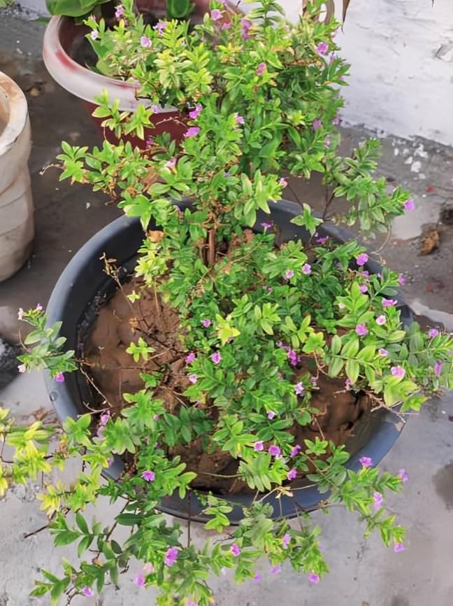 Image of Zxxyanbi Rare Live Indian Good Luck Shami (Prosopis cineraria) Flowers Plant (Height-1-2 Feet) Shami Original Hybrid Variety Lucky Plant For Home Garden Outdoor /Indoor Live Tree | Easy Care |