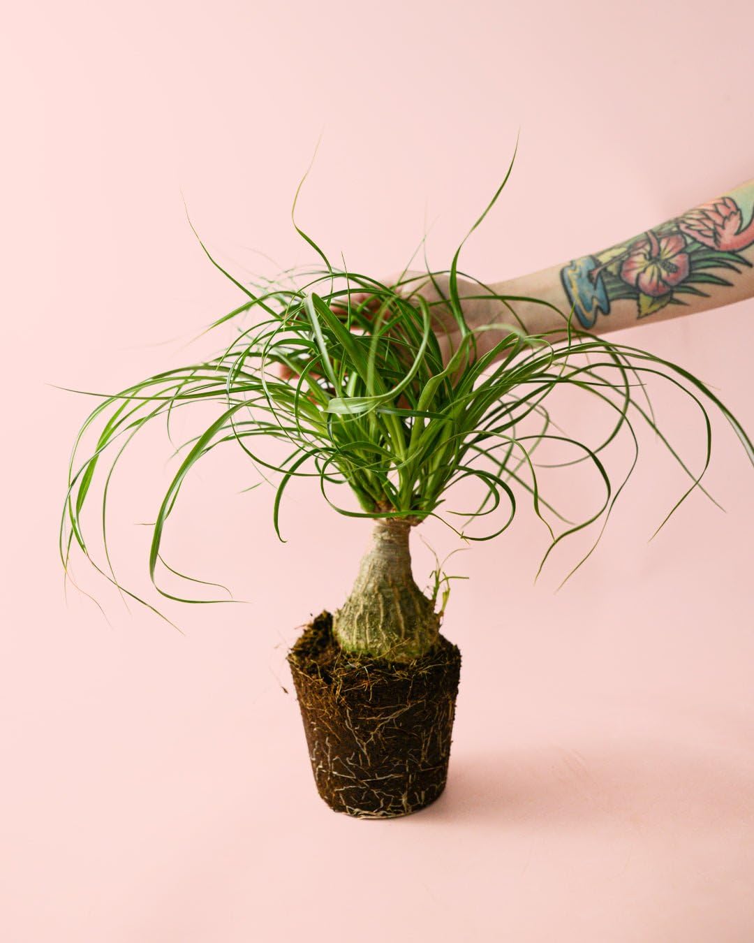 PUR PLANT Pata de Elefante | Beaucarnea Recurvata Pet Friendly | Planta de Interior Natural Resistente | Maceta de Ø 12 cm