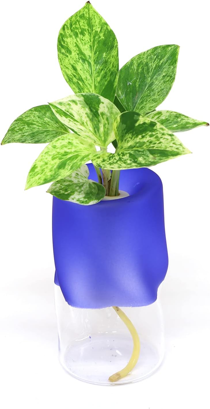 ミニ観葉植物 ポトス と 三浦園芸社製ガラス製容器 ツイストグラス ブルー Faz ミニ観葉植物 ポトス と 三浦園芸社製ガラス製容器 ツイストグラス ブルー Faz