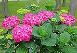 Glowing Embers Pink Mophead Hydrangea - Live Plant - Quart Pot