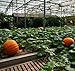 Semillas de calabaza gigante 5+ (Cucurbita moschata) Semillas de plantas de vegetales...
