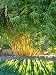 50 BAMBOO SEEDS FARGESIA FUNGOSA (Hardy Clumping)