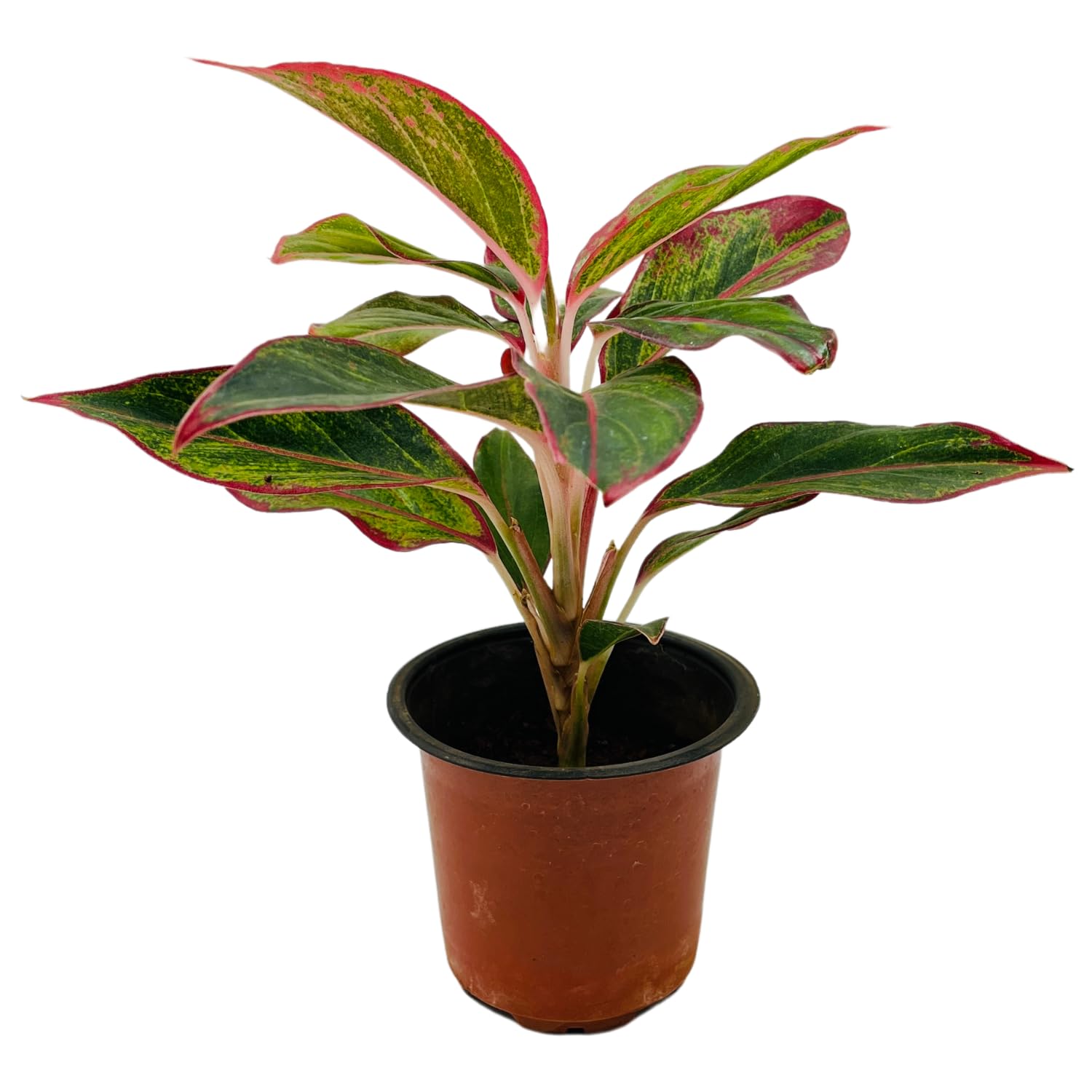 Hug A Plant | Aglaonema Red Lipstick (Aglaonema commutatum)- Live Plant (Home & Garden)-image-15