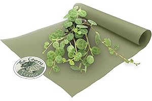 String of Turtles Starter Plant