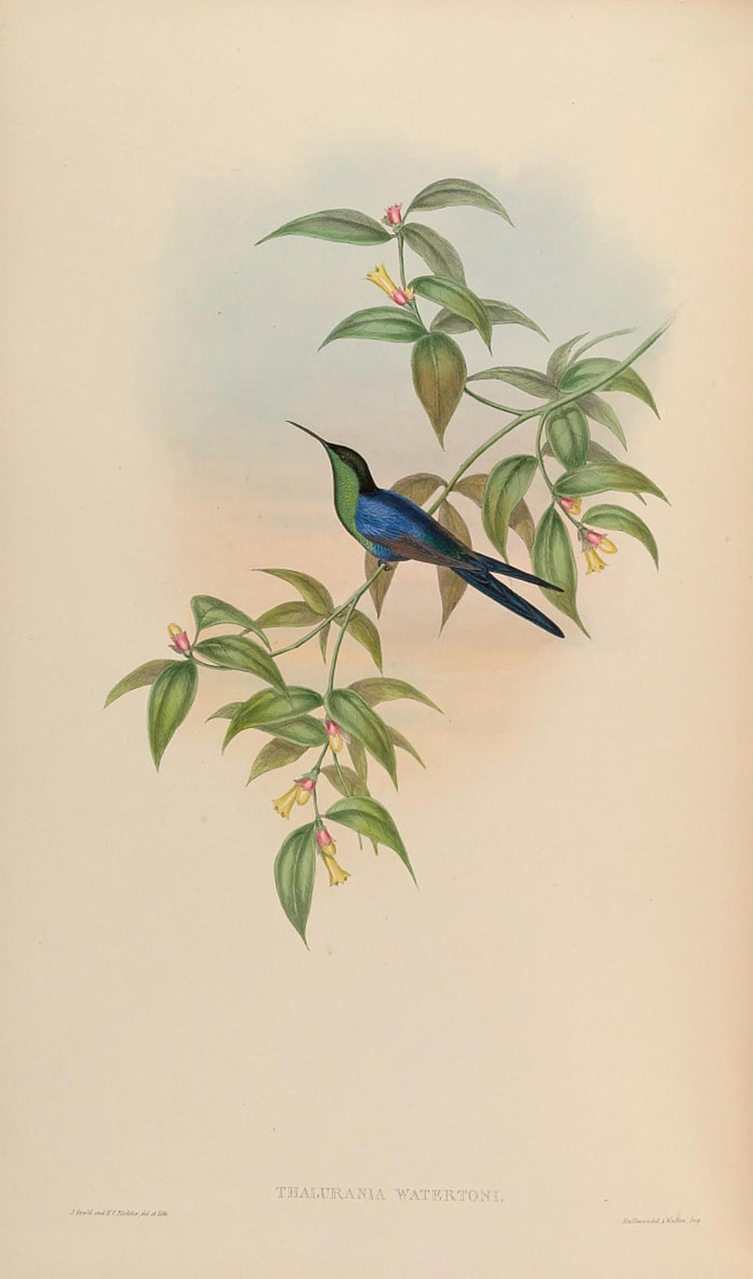 SERENDIPITP Vintage Picture Print on Canvas Wall Art Poster Animal Bird Thalurania Watertonii by John Gould Artwork Print Poster for Wall Decor 60x90cm