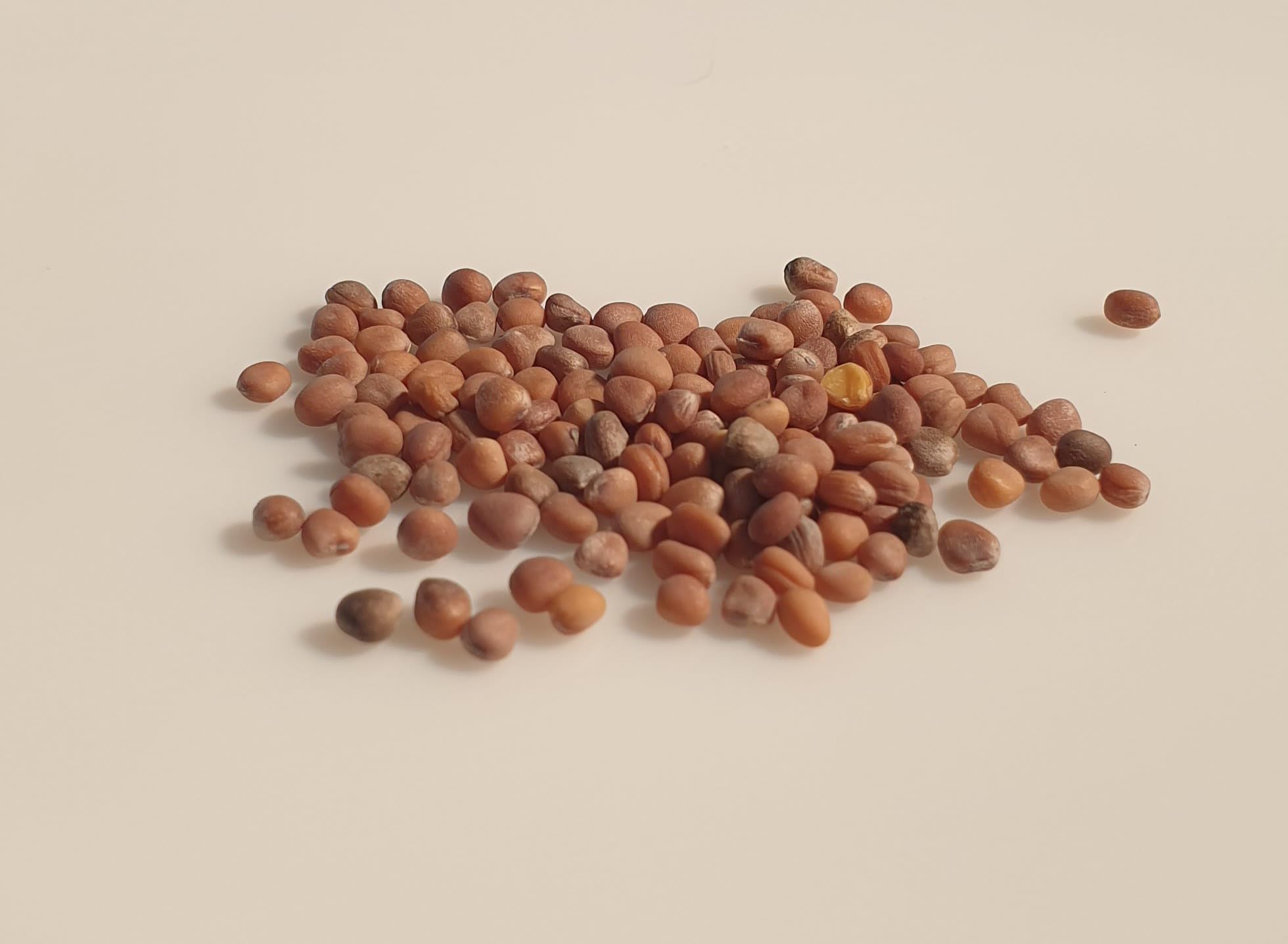 Navet Blanc Dur D'hiver | Bricorama