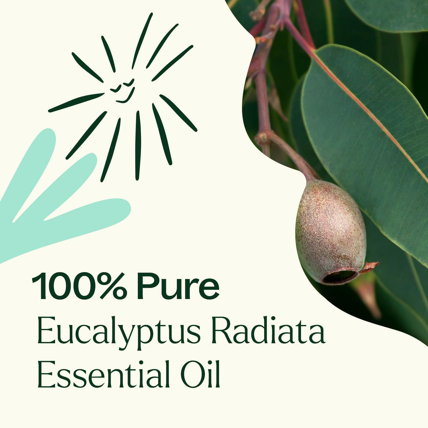 Plant Therapy Eucalyptus Radiata Essential Oil 30 mL (1 oz) 100% Pure, Undiluted, Therapeutic Grade - Image 5