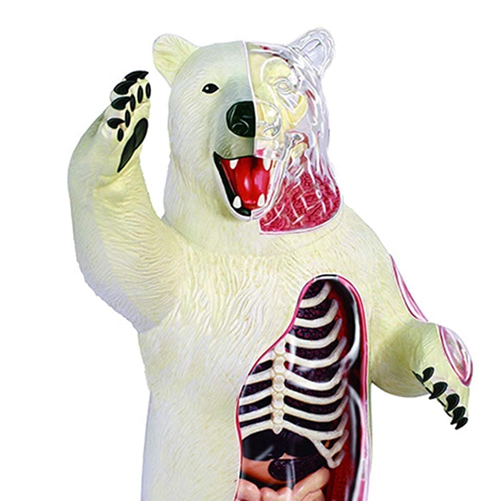 Modello di Studio Modello Educativo Modello di Anatomia Animale Modello Anatomico di Scheletro Dell'orso Modello di Struttura Dell'orso in Materiale Plastico per Materiale Didattico
