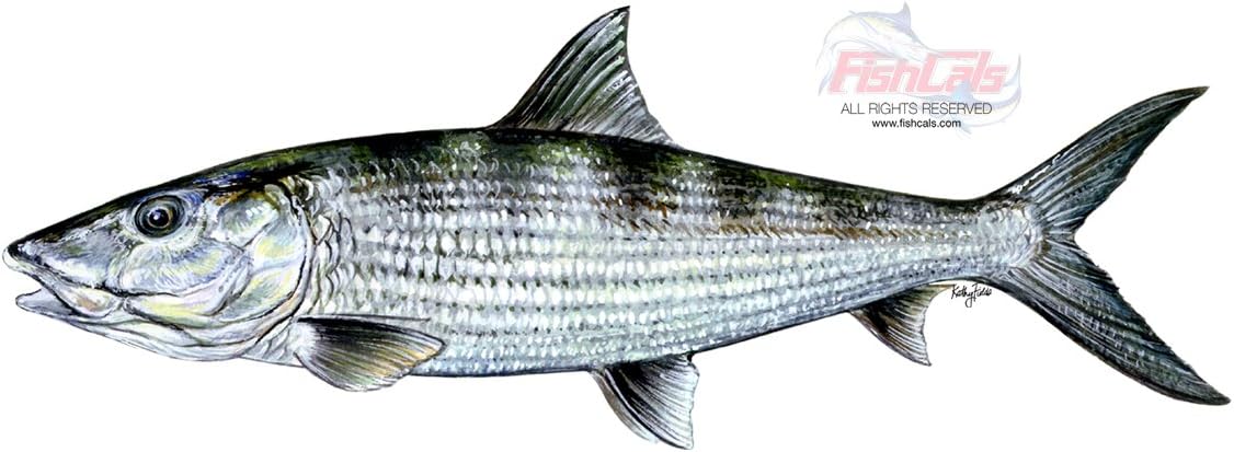 Amazon.com: Bonefish Fish Decal : Sports & Outdoors