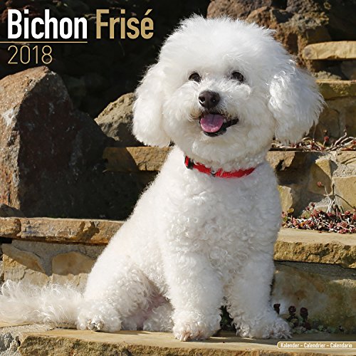 Bichon Frise