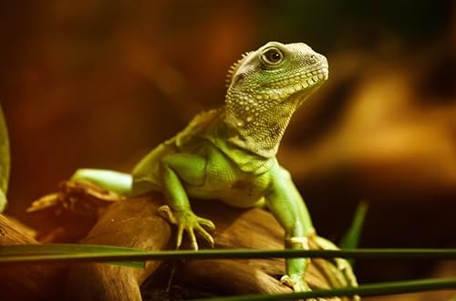 Miniatura 4 de Kimoe Gusanos de harina secos 100 naturales sin OMG alto contenido de proteínas para pájaros pollo patos