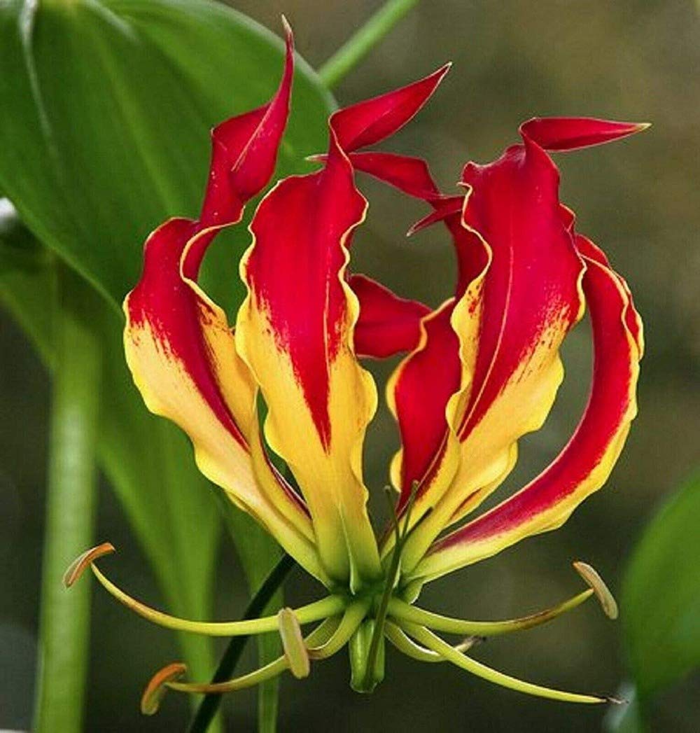 LHTL 2 Lily Bulbs- Flame Lilies, Red Flame Lily Bulbs Flowers, Not Lily Seed, Gloriosa Lily, Gloriosa Flowers