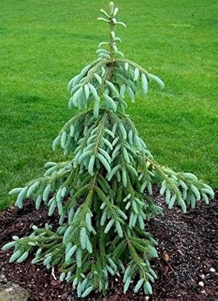 Weeping Engelmann Spruce 'Bushes Lace'