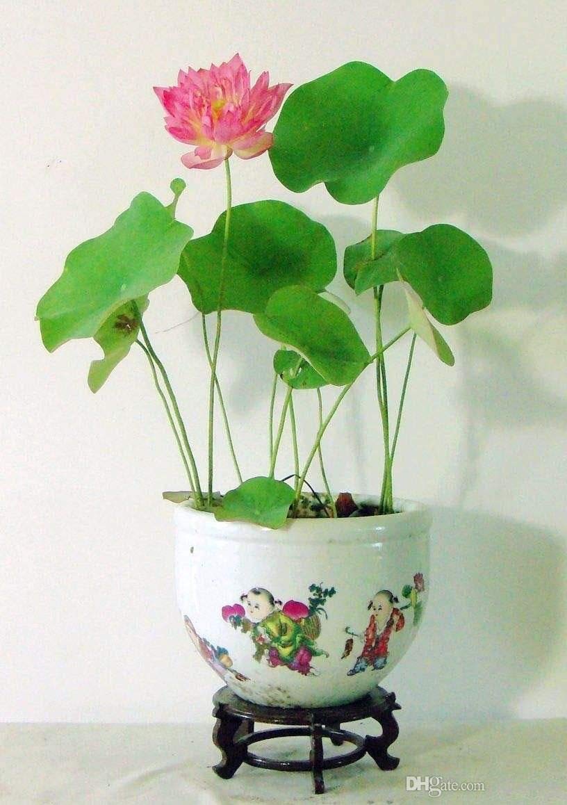 ROYAL LAND Lotus Flower Lotus Seeds Aquatic Plants Bowl Lotus Water Lily 20 Seeds (B08JMFKT8S) Amazon Price History, Amazon Price Tracker