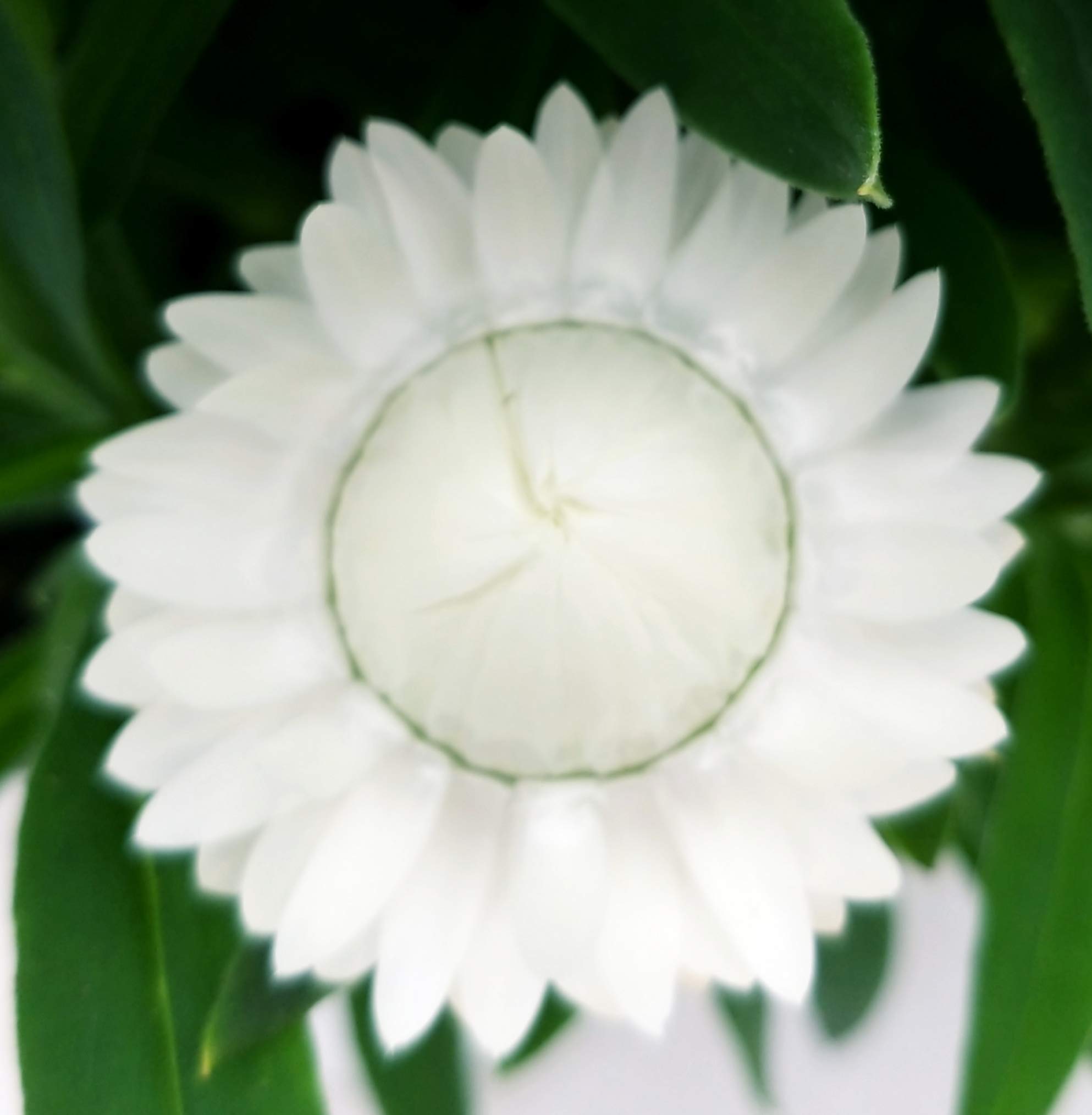 POWERS TO FLOWERS - HELICHRYSUM BRACTEATUM, FIORE DI CARTA, TRIS, Piante vere