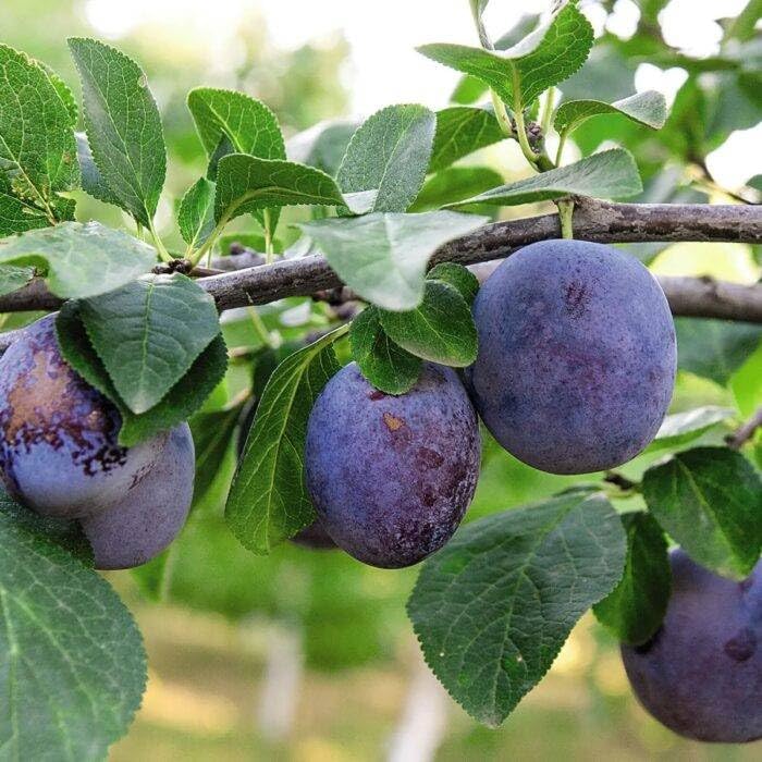 Satluj Purple Plum Aloo Bukhara Air Layering/Grafted Fruit Live Plant (1.5-3 Feet Height) Pack Of-1 Healthy Fruit Tree-image-33