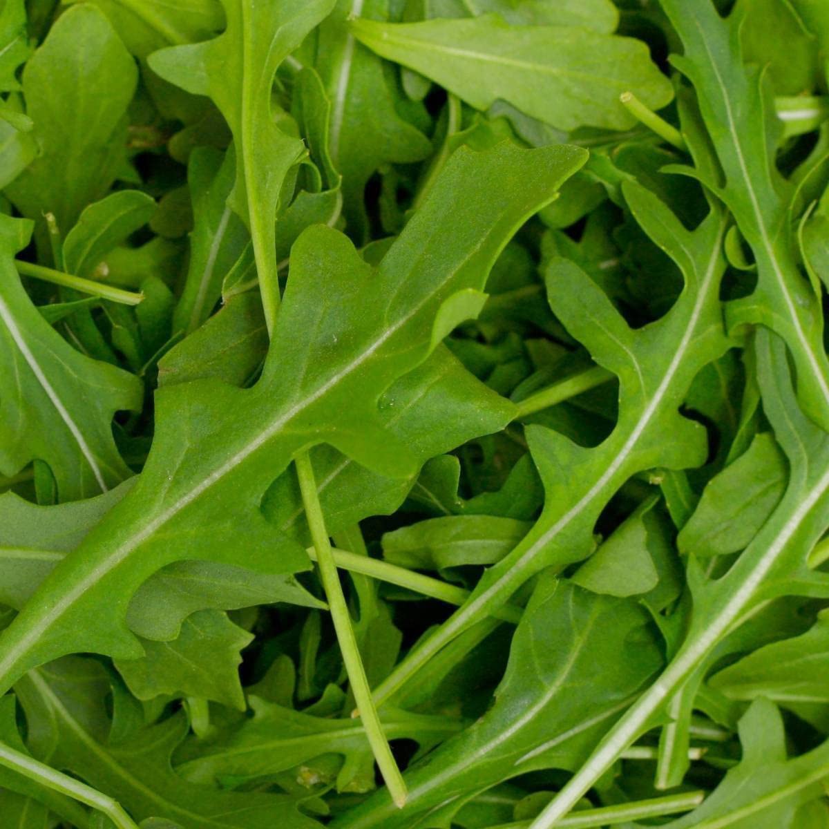 Paudha Arugula Salad Leaf Seeds Vegetable pack of 25 seeds (B09NHTHS1M) Amazon Price History, Amazon Price Tracker