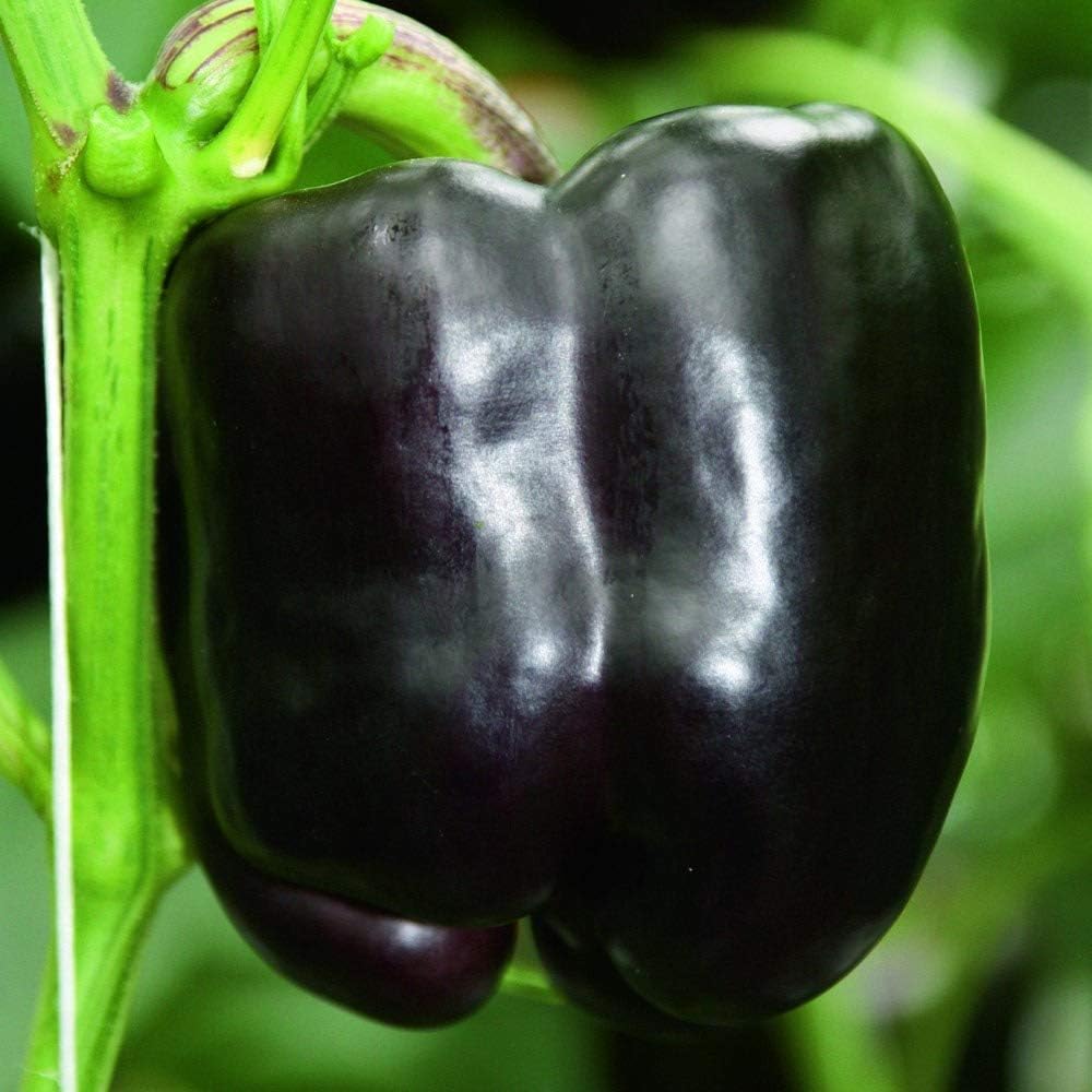 Sweet Pepper Plants, Ready for The Garden. 'Beluga Purple'. Unusual Colour. Robust Variety. 7cm Plant x 3. Available from Bedwen Plants.