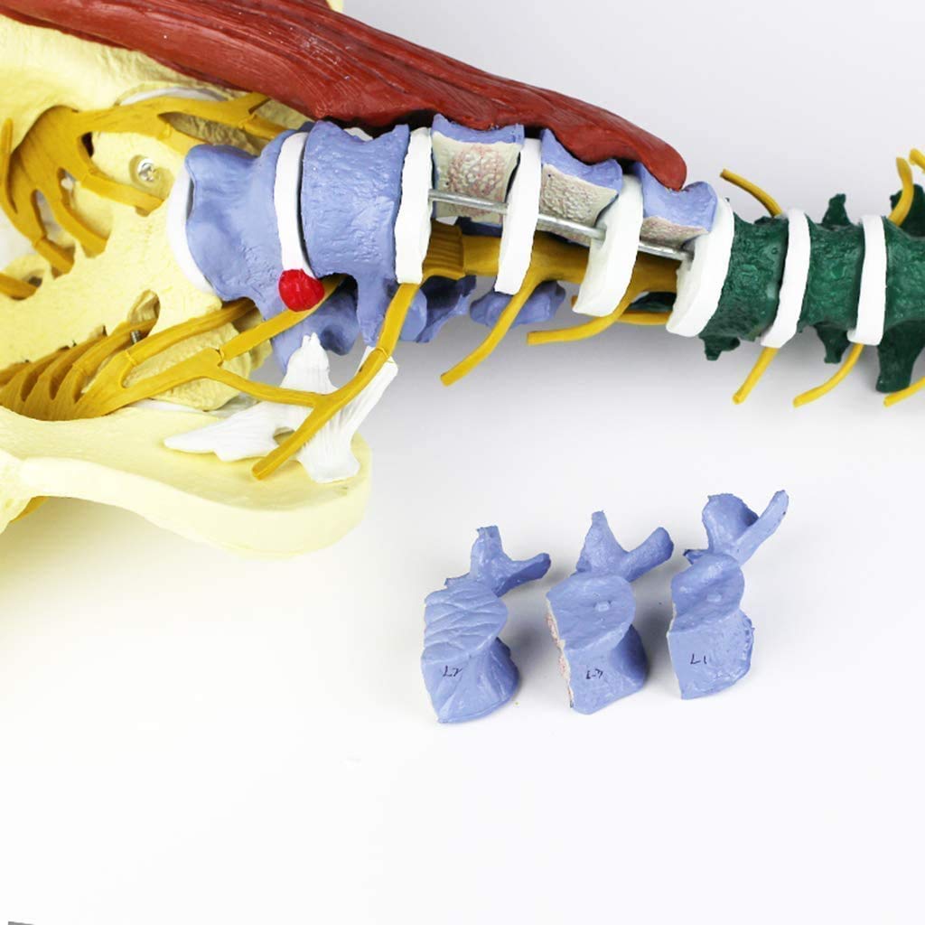 Kolorowy model kręgosłupa 1: 1 z basenem i zabarwionym modelem anatomii nerwowo-mięśniowej i dydaktycznej jako materiał do nauki lub nauczania