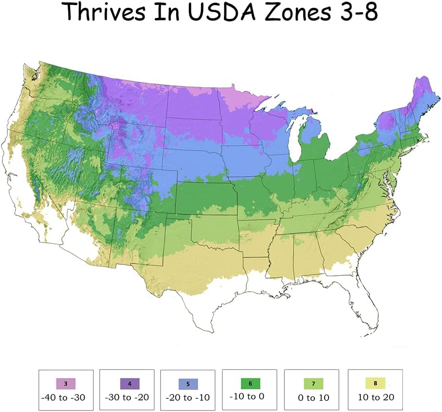 Proven Winners 2 Gal. Tiny Quick Fire Hydrangea Shrub