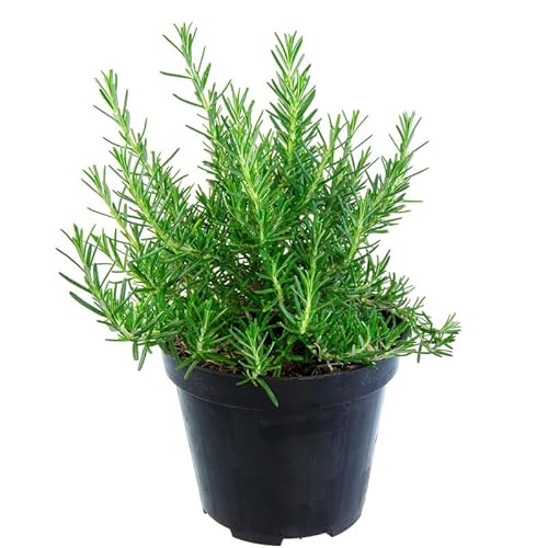 Rosemary Plant in 4 Inch Pot, Fragrant Plants for Indoor