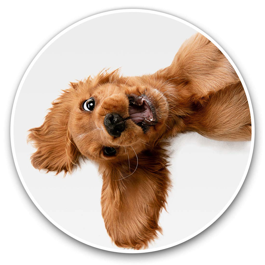 Vinyl Stickers (Set of 2) 7.5cm - English Cocker Spaniel Puppy Dog #21501