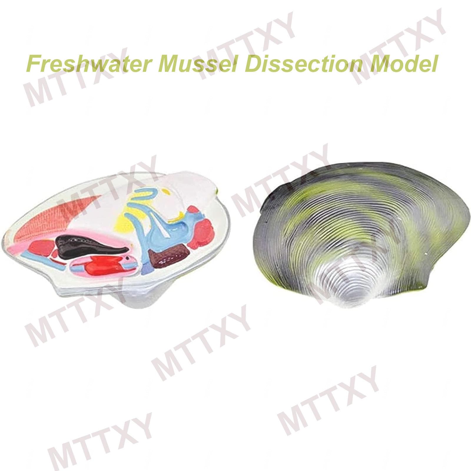 Realistisches Anatomiemodell einer Süßwassermuschel – Detaillierter Präparationssimulator für Muscheln (Bivalven) für den Biologieunterricht, Schullabore und naturwissenschaftliche