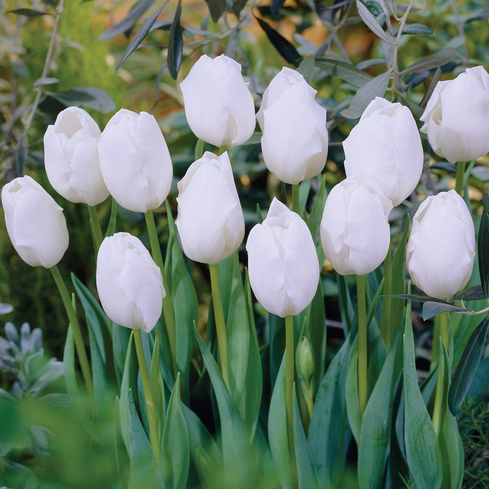 Tulip Bulbs Tulipa Triumph Snowstar Hardy Bulb Brilliant Pure White Flowers Stunning Cut Flower Variety Spring Flowering 8 Bulbs by Thompson and Morgan