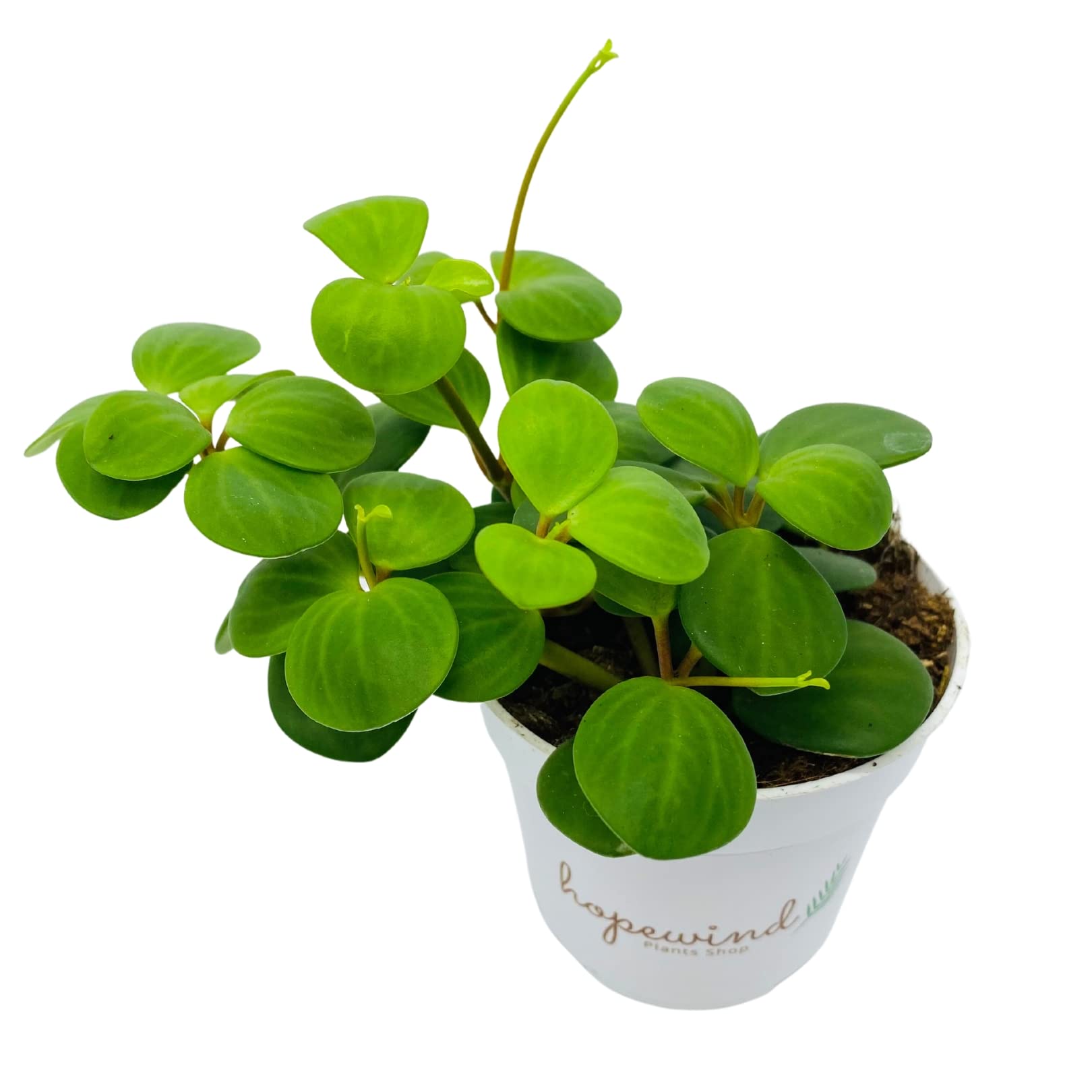 Hopewind Peperomia Hope Plant