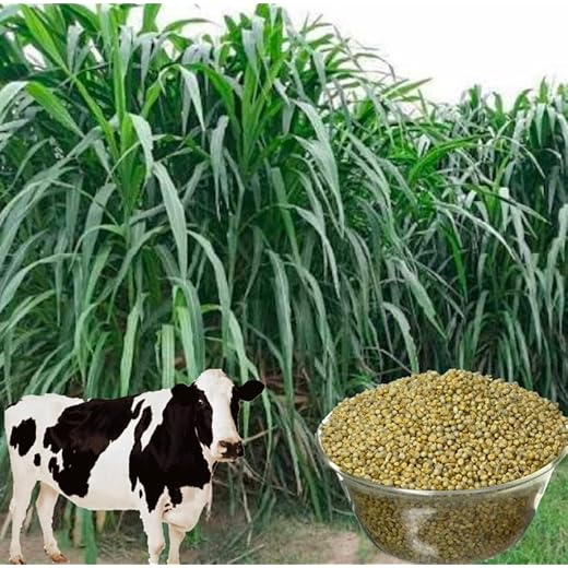 Hybrid Bajra Seeds 100g