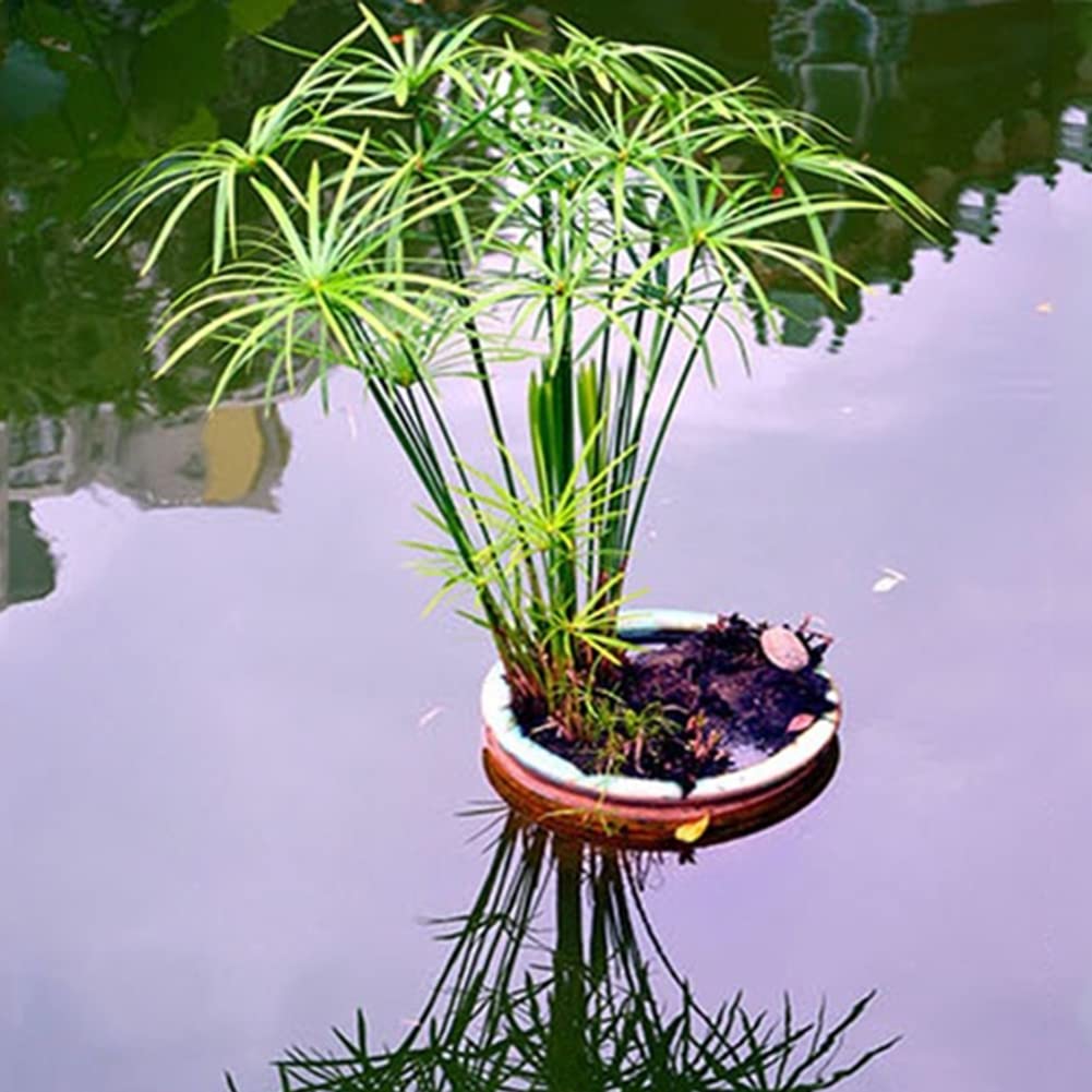 Haloppe 30 Unids Cyperus Alternifolius Flores Plantas Semillas para la Plantación de Jardín en el Hogar, Cyperus Alternifolius Semillas Planta de Agua Semi-acuática Estanque Jardín Decoración Se