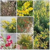 semi resistenti di ginestra - all