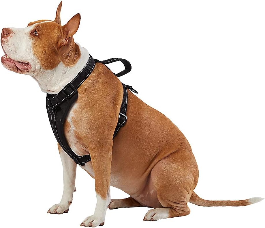 KONG Max Ultra Durable Neoprene Padded Chest Plate Dog